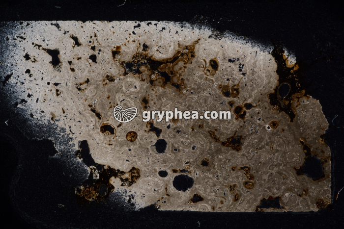 Calcaire asphaltique LPA x1,5 - gryphea.org